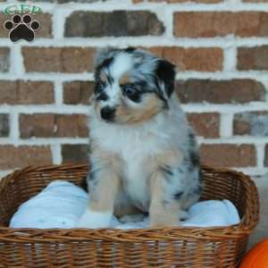 Brooklyn, Miniature Australian Shepherd Puppy